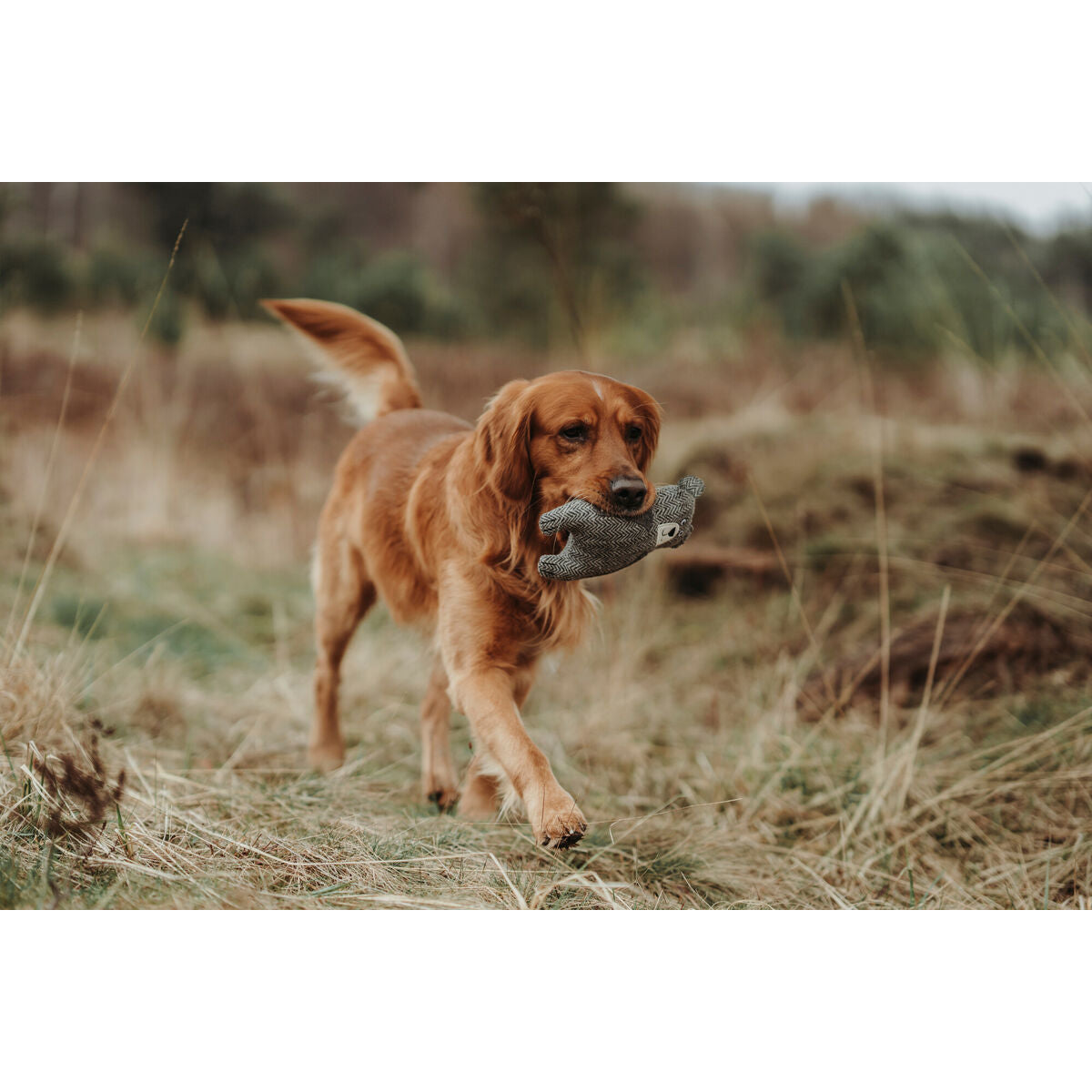 V6H1A897E172D58E67763440914589042ACR5333687P2